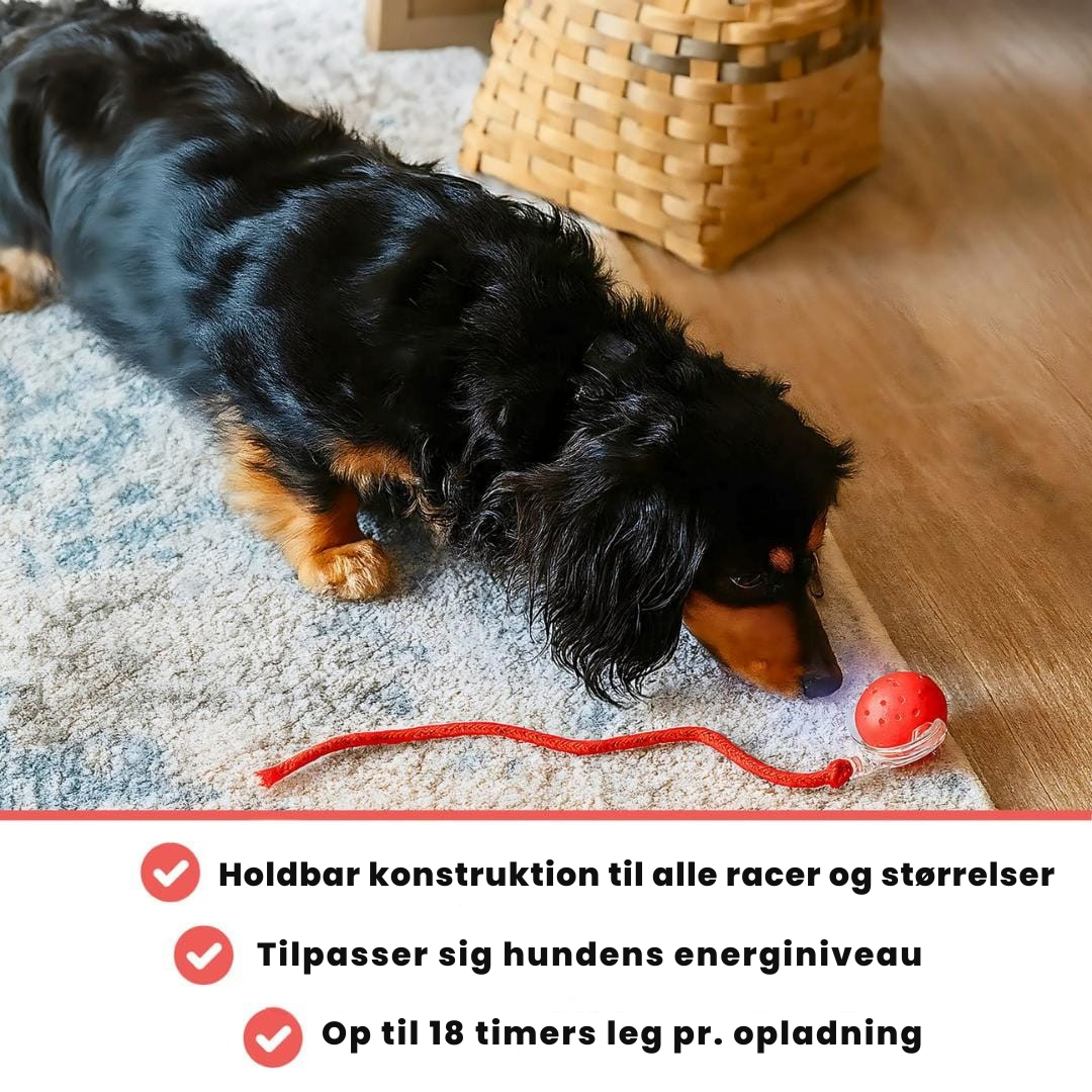 NordPaw™ - Speedy Tail 2.0